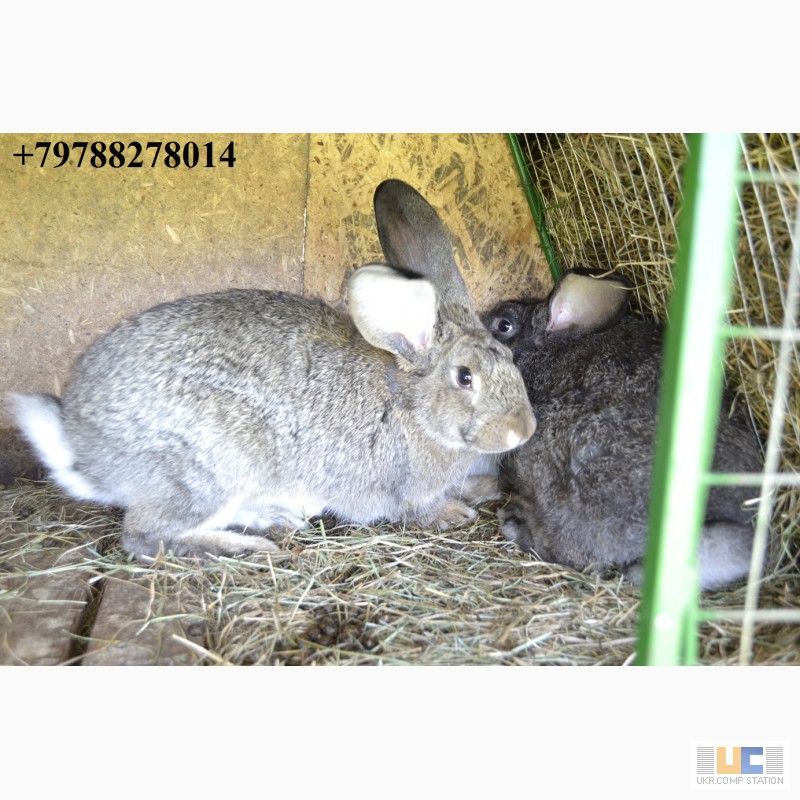 Фото 2. Продаю кроликов на племя. Бахчисарайский район, село Голубинка