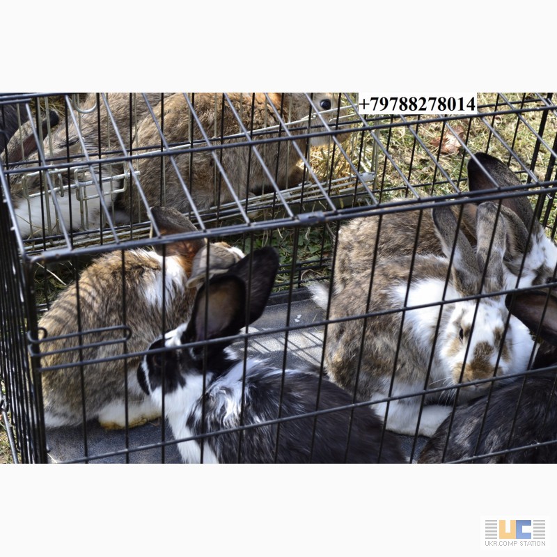 Фото 4. Продаю кроликов на племя. Бахчисарайский район, село Голубинка