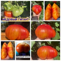 Насіння томатів, перця, полуниці
