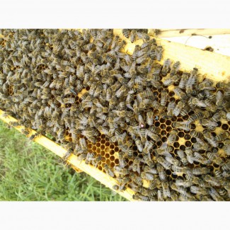 Продам Бджіл Карпатської породи : Бджолопакети, Бджоломаток плідних маток. Закарпаття