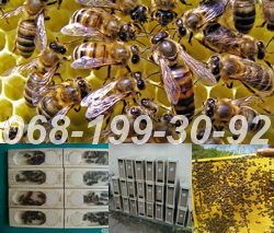 Фото 4. Продам Бджіл Карпатської породи : Бджолопакети, Бджоломаток плідних маток. Закарпаття