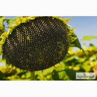 Купити насіння соняшнику, засоби захисту рослин та добрива